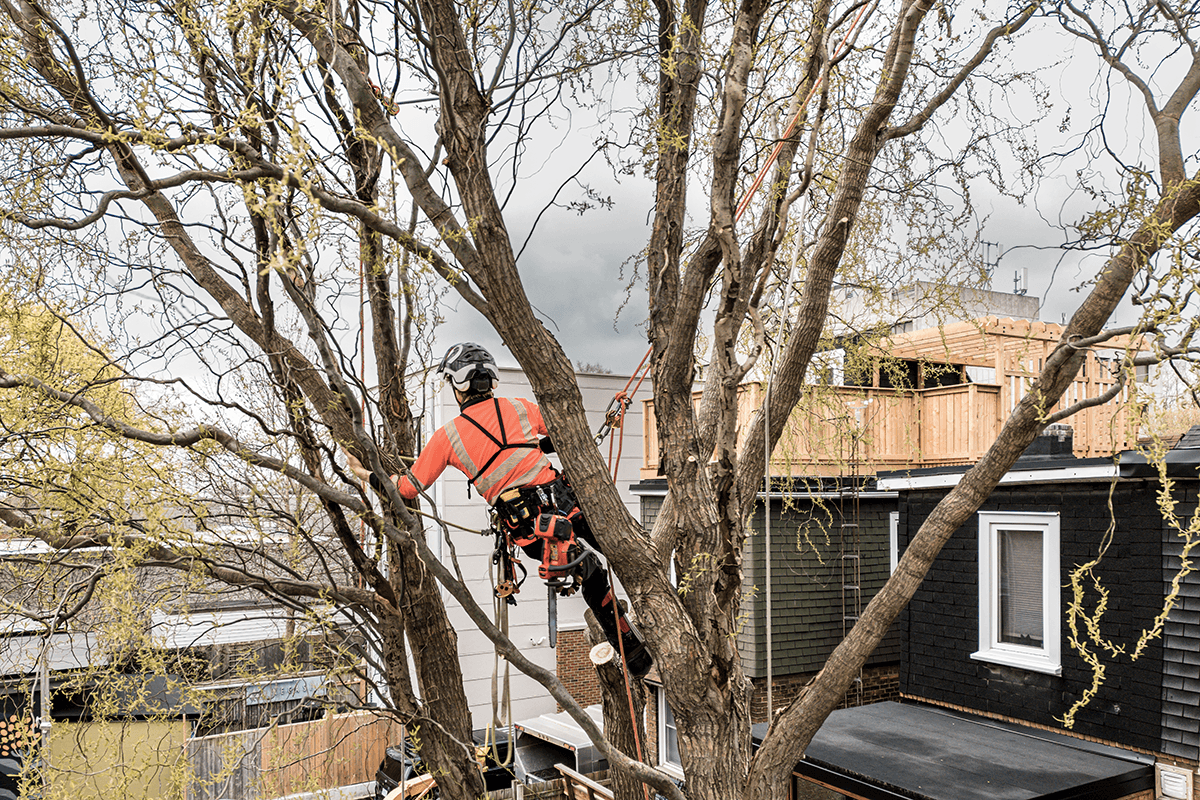 Welcome to Prestige Tree Surgery