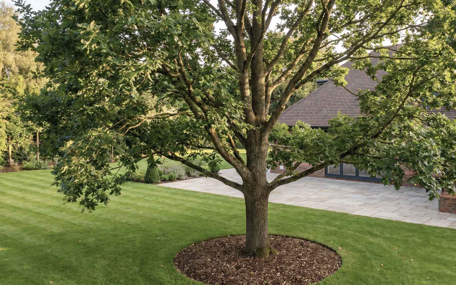 Prestige Tree Surgery Work