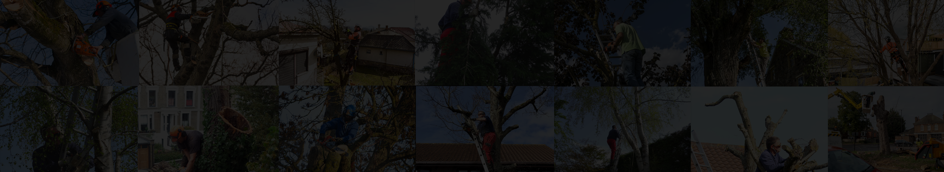 Prestige Tree Surgery